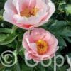Paeonia lactiflora (S) Soft Salmon Saucer - Bag
