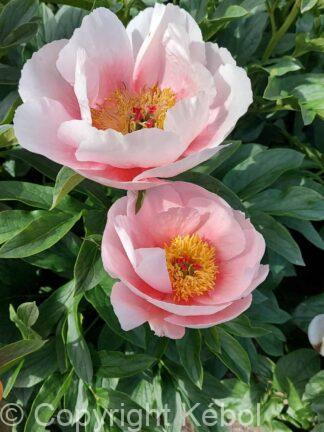 Paeonia lactiflora (S) Soft Salmon Saucer - Bag