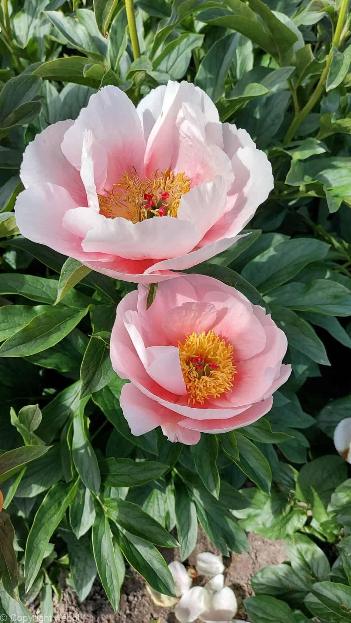 Paeonia lactiflora (S) Soft Salmon Saucer - Case