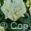 Paeonia lactiflora (D) Sunny Girl - Bag