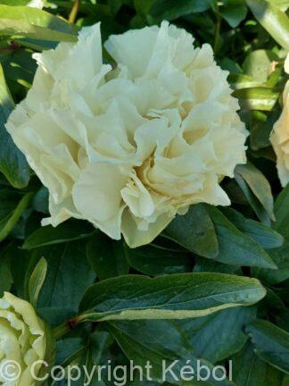 Paeonia lactiflora (D) Sunny Girl - Bag
