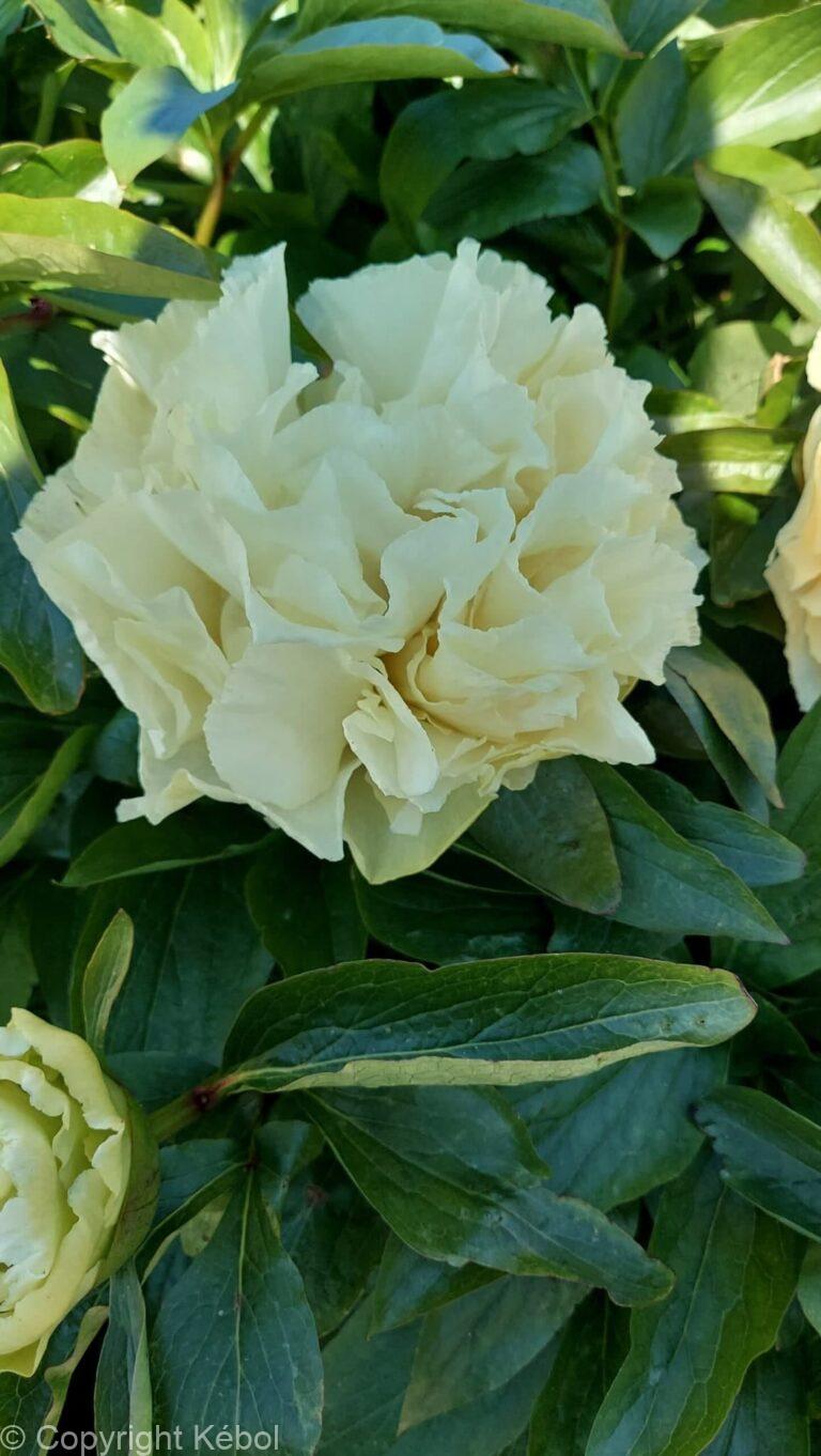 Paeonia lactiflora (D) Sunny Girl - Bag