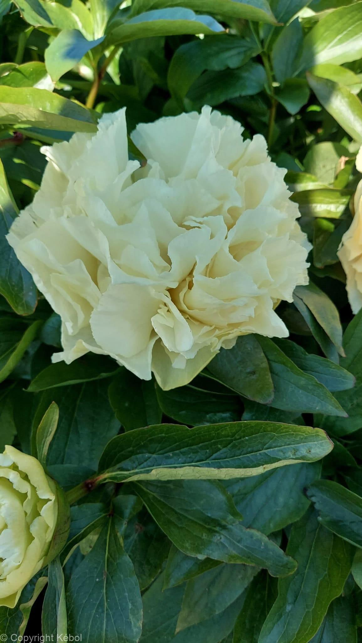 Paeonia lactiflora (D) Sunny Girl - Case