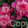 Paeonia lactiflora (S) Top Hat - Bag
