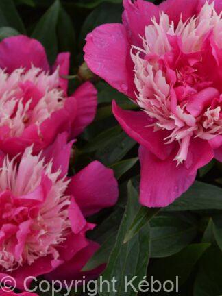 Paeonia lactiflora (S) Top Hat - Bag