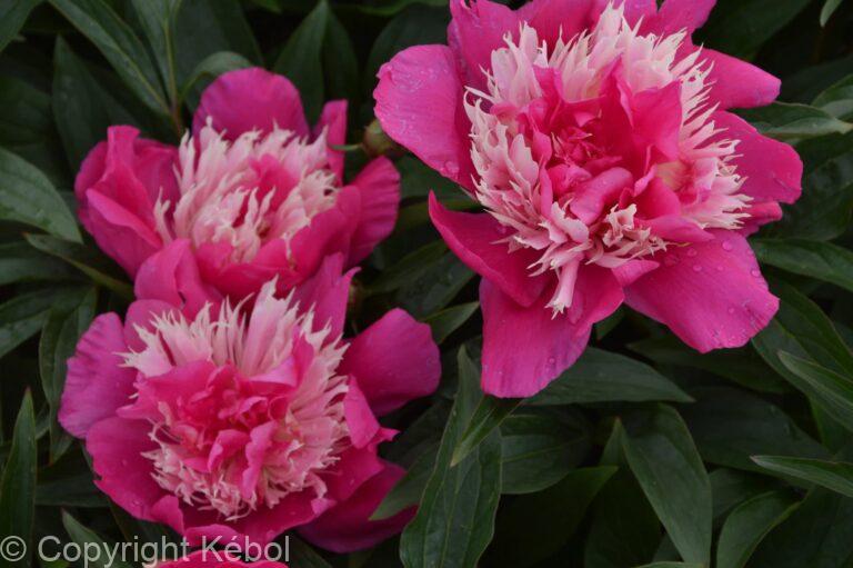 Paeonia lactiflora (S) Top Hat - Bag