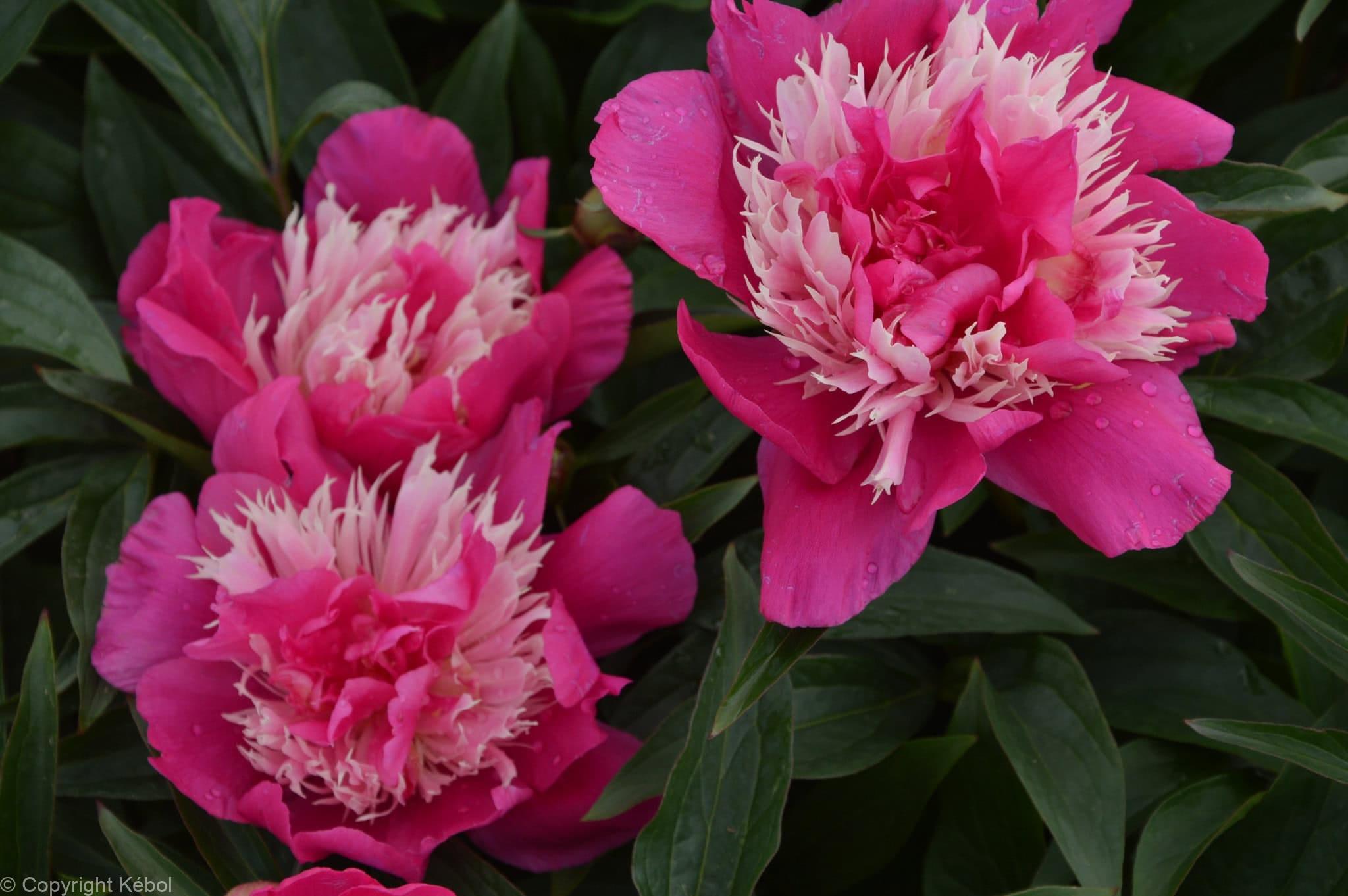 Paeonia lactiflora (S) Top Hat - Bag