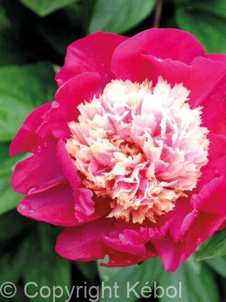 Paeonia lactiflora (S) White Cap - Bag