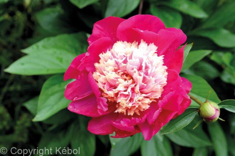 Paeonia lactiflora (S) White Cap - Bag