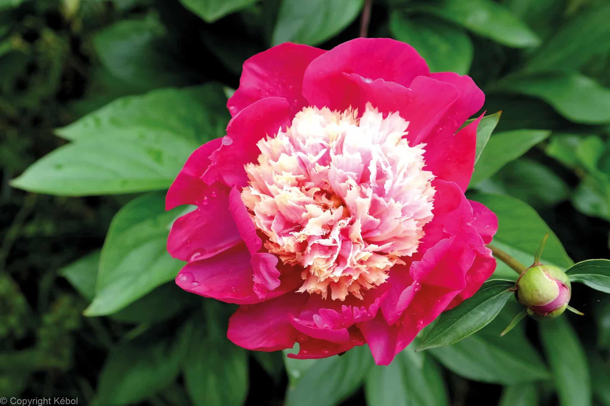 Paeonia lactiflora (S) White Cap - Bag