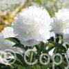 Paeonia lactiflora (D) White Sarah Bernhardt - Bag
