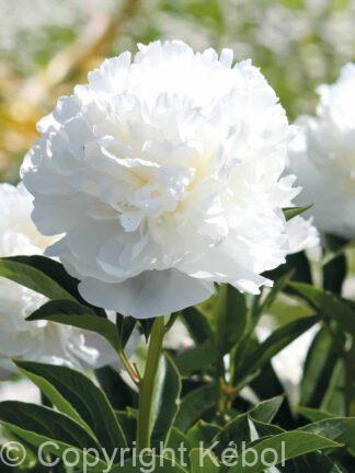 Paeonia lactiflora (D) White Sarah Bernhardt - Bag