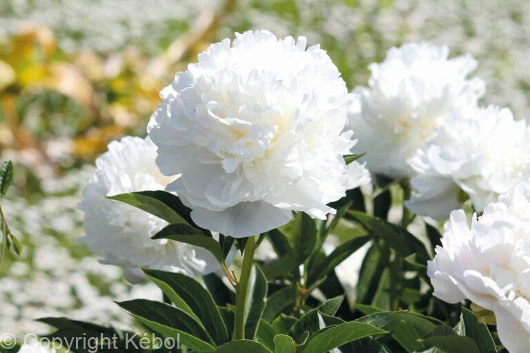 Paeonia lactiflora (D) White Sarah Bernhardt - Bag