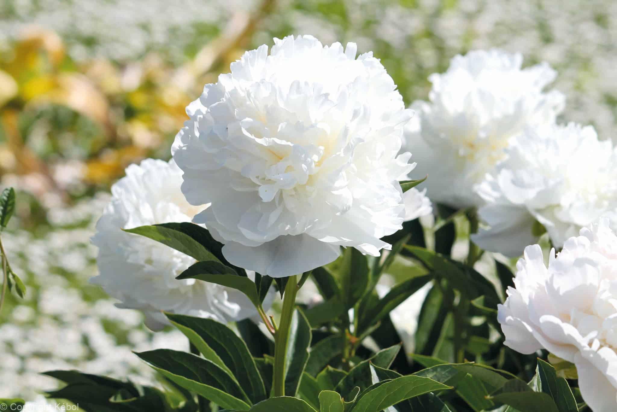 Paeonia lactiflora (D) White Sarah Bernhardt - Bag