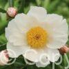 Paeonia lactiflora (S) White Wings - Bag