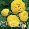 Paeonia itoh Yellow Crown - Bag