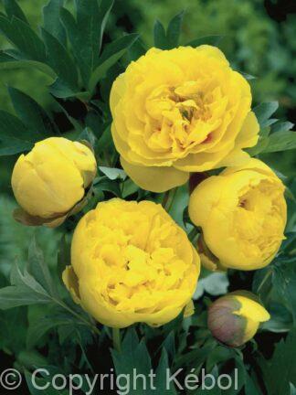 Paeonia itoh Yellow Crown - Bag