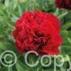 Paeonia lactiflora (D) Elize Lundy - Bag