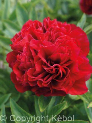 Paeonia lactiflora (D) Elize Lundy - Bag