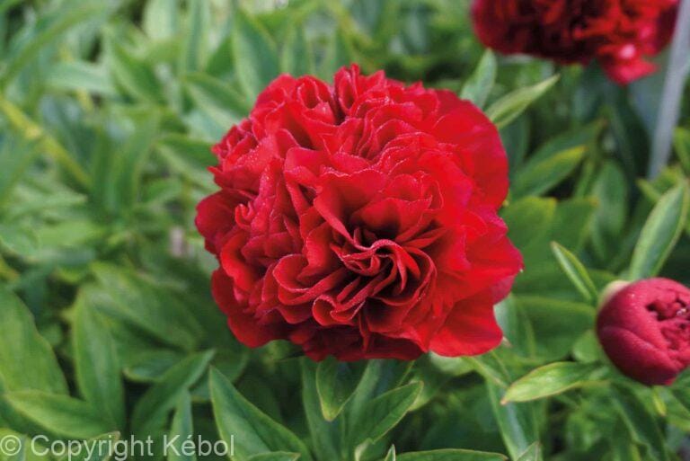Paeonia lactiflora (D) Elize Lundy - Bag