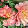 Paeonia itoh Magical Mystery Tour - Bag