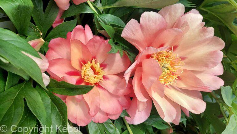 Paeonia itoh Magical Mystery Tour - Bag
