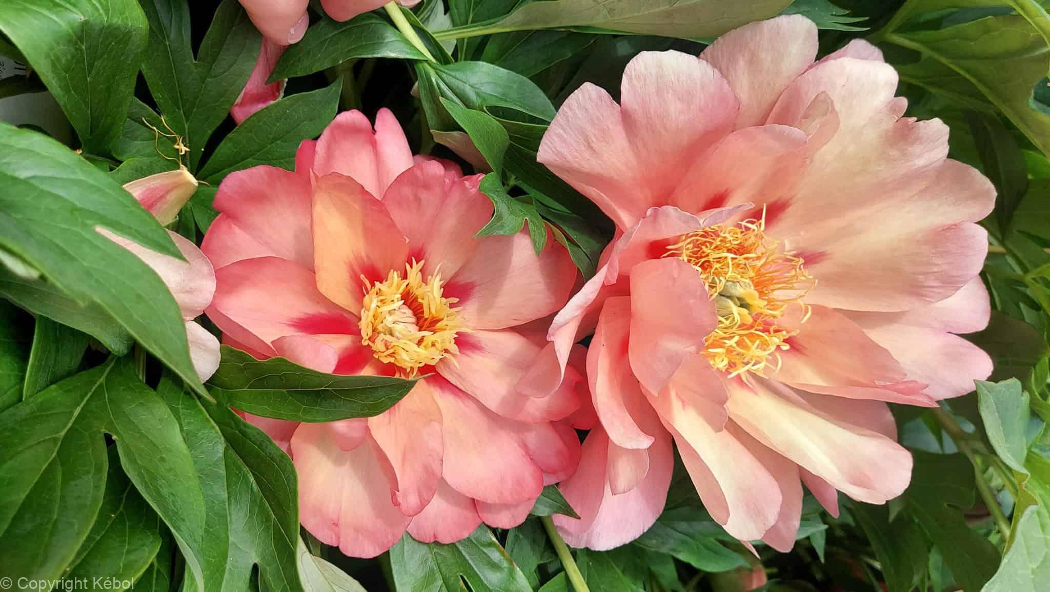 Paeonia itoh Magical Mystery Tour - Case