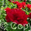 Paeonia lactiflora (D) Christmas Velvet - Bag