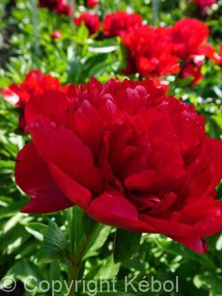 Paeonia lactiflora (D) Christmas Velvet - Bag