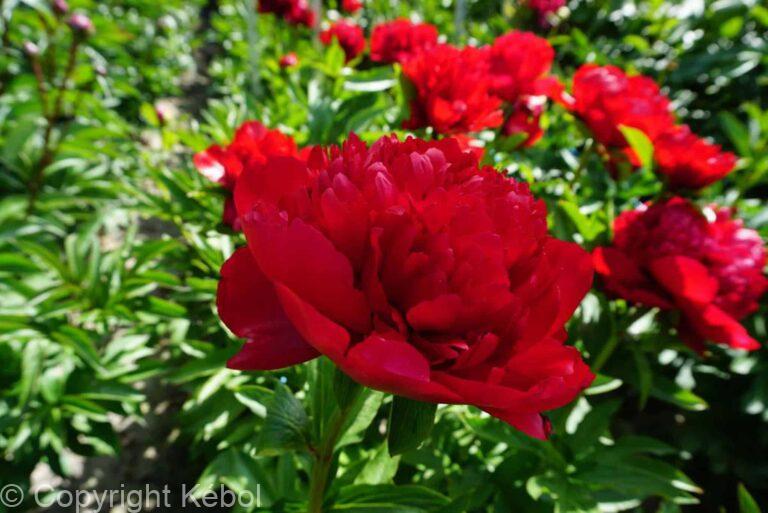 Paeonia lactiflora (D) Christmas Velvet - Bag