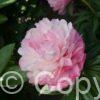 Paeonia lactiflora (D) Joker - Bag