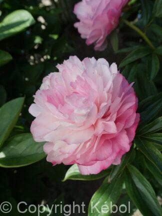 Paeonia lactiflora (D) Joker - Bag