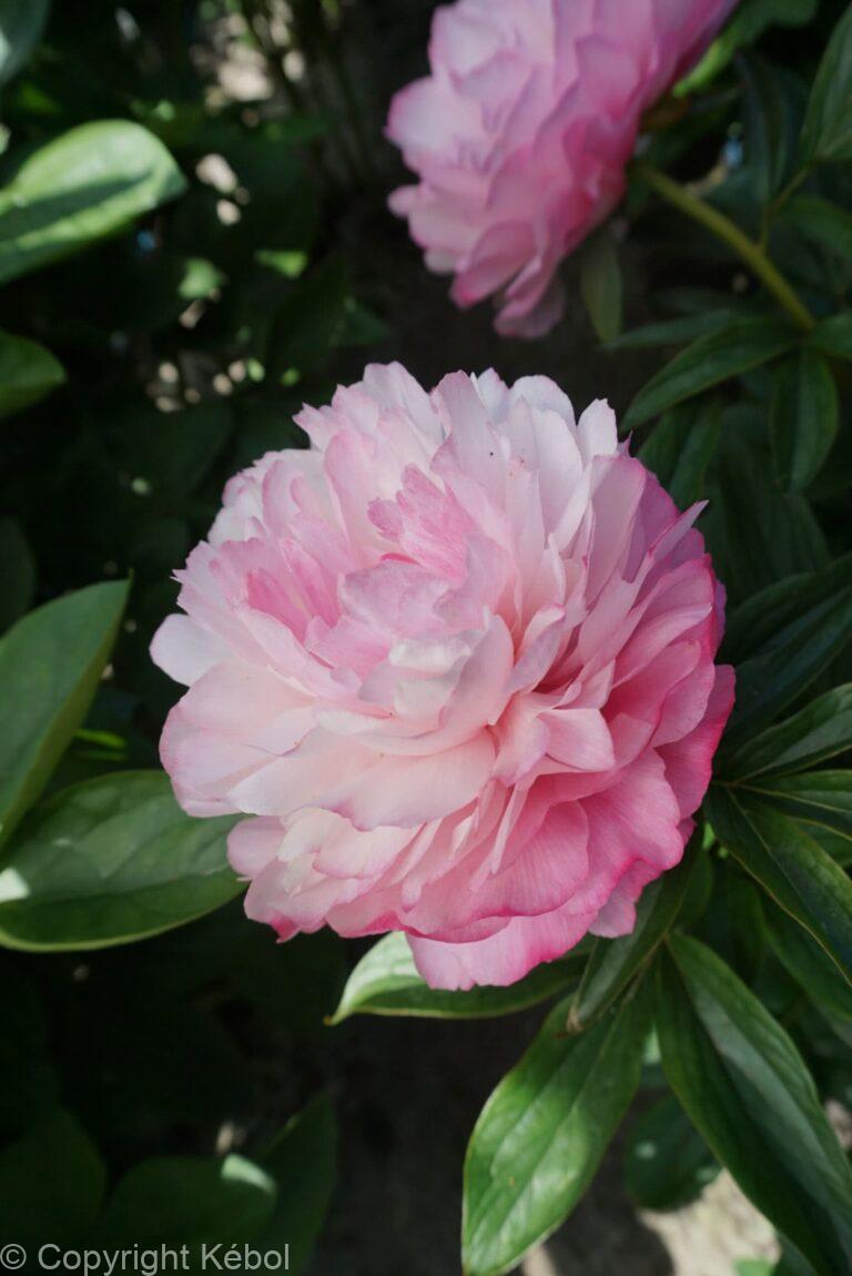 Paeonia lactiflora (D) Joker - Bag