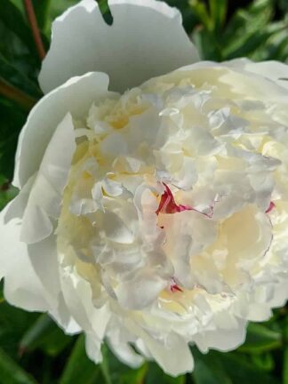 Paeonia Lancaster Imperial - bag