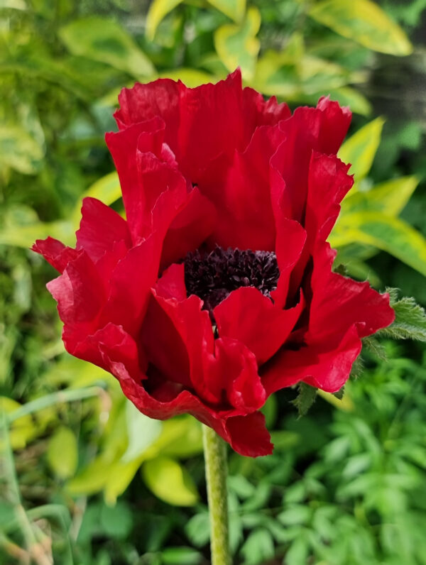 Papaver Red Rumble TM