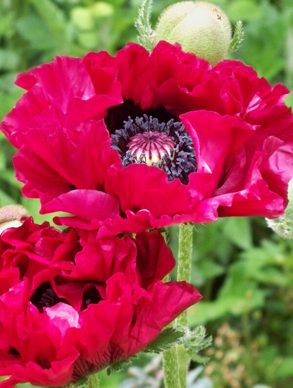 Papaver  Harlem