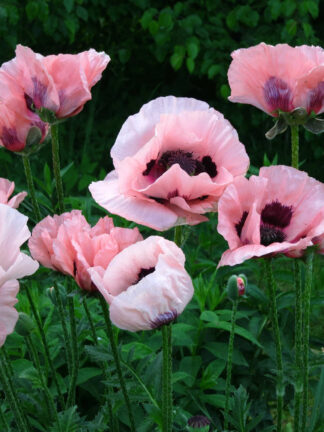 Papaver  Little Dancing Girl