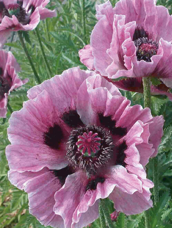 Papaver  Manhattan