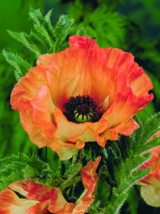 Papaver  Orange Glow