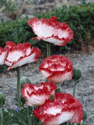 Papaver  Place Pigalle