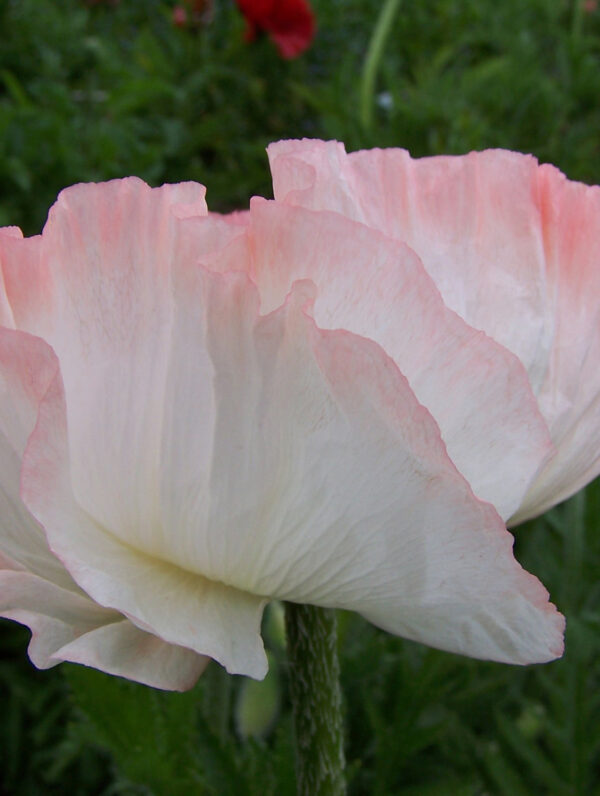 Papaver  Shasta
