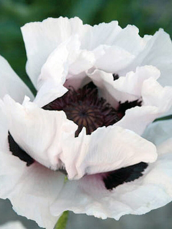 Papaver  Snow Goose