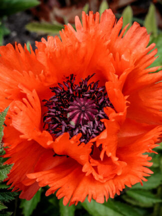 Papaver  Türkenlouis
