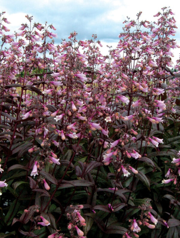 Penstemon  Dark Towers