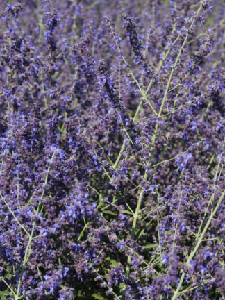 Perovskia  Crazy Blue