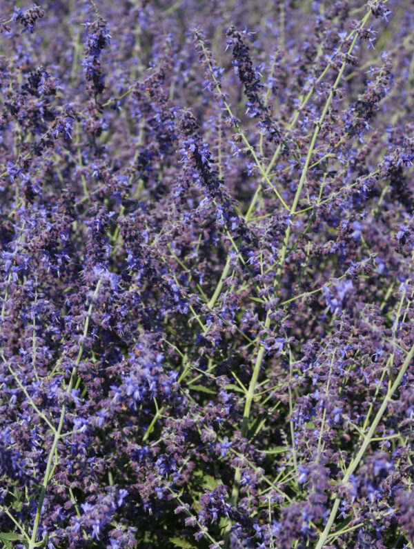Perovskia  Crazy Blue