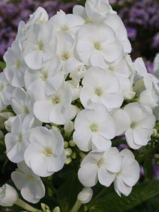 Phlox Captain Freedom