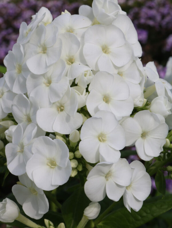 Phlox Captain Freedom
