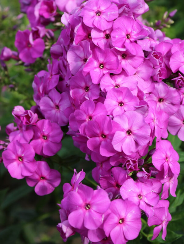 Phlox Captain Victory