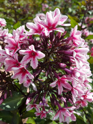 Phlox Palmyra